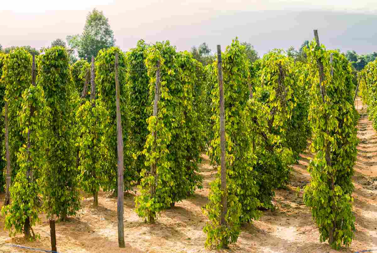 Pepper & Honeybee Farm at Phu Quoc